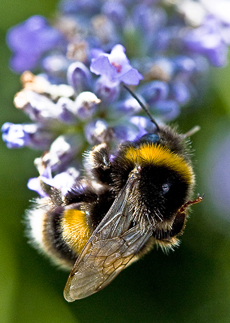 bee