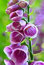 foxglove